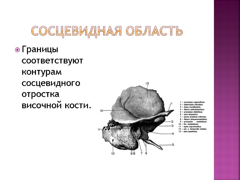 Сосцевидная область Границы соответствуют контурам сосцевидного отростка височной кости. Сосцевидная область Границы соответствуют контурам сосцевидного отростка височной кости.